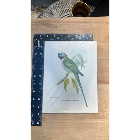 Rare Lithograph By J. Gould & H.C Richter , Hullmandel and Walton, IMP - Picture 3 of 8